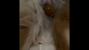 Первые роды померанского шпица