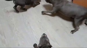 СОБАЧЬИ БОИ Английский стаффбуль РКФ