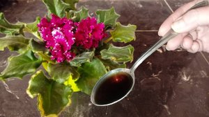 После подкормки домашние цветы попрут в рост, листья не будут желтеть, цветы завалят бутонами.