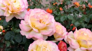 Ветреный холм 131 серия 2 Сезон | Дата выхода