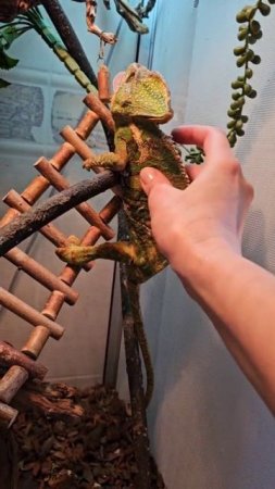 😅Старичок Хамелеоша замахнулся на Эверест с Джамалунгмой, но что-то пошло не так...🦎