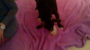 pitbull and kitten (питбуль и котенок)