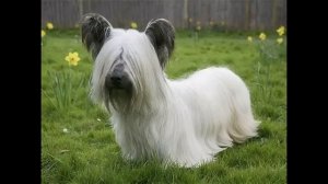 Скай терьер