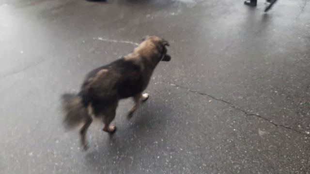 Всегда забирает стакан с кормом. смотреть онлайн