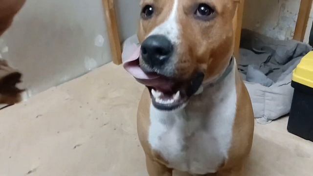 Команда голос. Как научить собаку команде голос за 5 дн смотреть онлайн