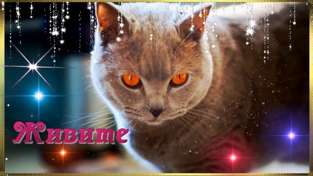 🐱 МИЛЫЕ КОТИКИ ХОТЯТ ПОЖЕЛАТЬ ВАМ ДОБРОГО УТРА 🐱САМОГО ДОБРОГО УТРЕЧКА 🐱ОТЛИЧНОГО ВСЕМ НАСТРОЕНИЯ