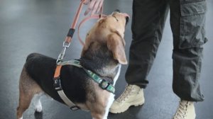 Кого выбрать: кошку 😼 или собаку 🐶❓ Особенности ухо?