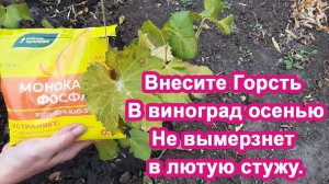 1 ст.л Этого и Виноград перезимует лютые морозы. Используем простое удобрение виноград Осенью.