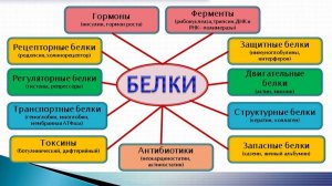Белковое питание -  секрет красоты?