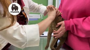 Как чистить зубы кошке?