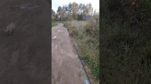 #Вот почему вам надо для охраны частного дома Малинуа