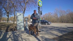 Команды на улице |  Если собака на улице не слышит хозя?