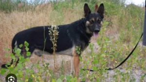 Помесь Немецкой овчарки с ВЕО.