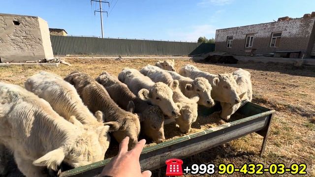 ЯНГИ ПАРТИЯ АУЛИЕКОЛЛАР КЕЛДИ ХИВА ВЕТЕРИНАР ОҒАМИЗД? смотреть онлайн