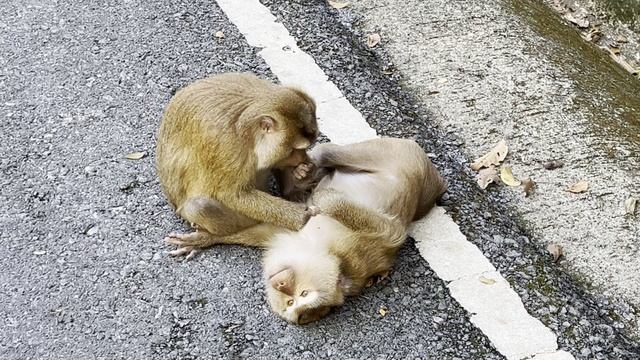 Холм Обезьян. Пхукет. Таиланд 2025 (2) / Monkey Hill. Phuket. Thailand 2025