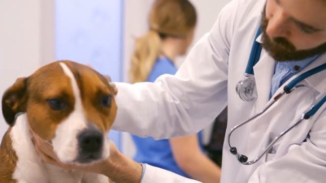 Пёс заплакал, когда ветеринар сказал, что ему осталось смотреть онлайн