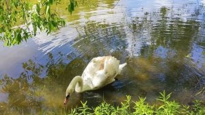 Одинокий лебедь на пруду. Парк Царицыно. Май 2025