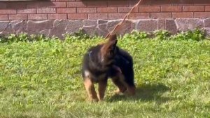 Щенок немецкой длинношерстной овчарки, кобель 3 месяц?