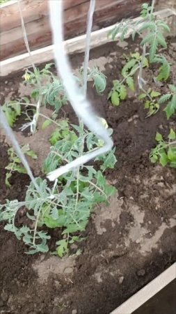 Работаю в теплице. Подвязываю томаты🍅🍅🍅