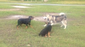 Маламут напал на ротвейлера / маламут против ротвейле?