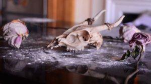 6950504-hd_1920_1080_24fps