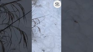 Охота с лайками на кабана, добор подранка.