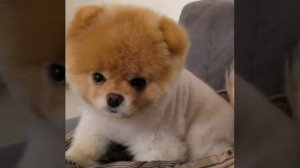 Самый милый померанский шпиц Бу (BOO).