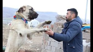 Аксарайская малаклийская собака