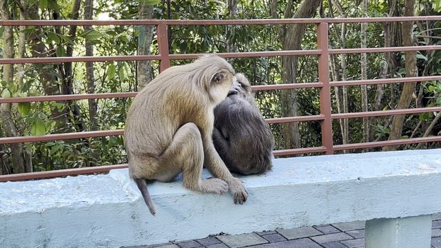 Холм Обезьян. Пхукет. Таиланд 2025 (1) / Monkey Hill. Phuket. Thailand 2025