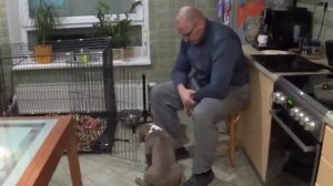 286.Американский булли.Кормление.