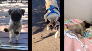 Песня про мопса