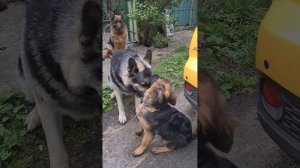 ОГРОМНЫЙ ВЕО Рэй и маленькая Десса. Немецкая овчарка. ?