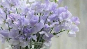 СП " А лето цвета...3"  Вступление.