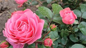 Лейла 30 серия русская озвучка Турецкий сериал | Обзор