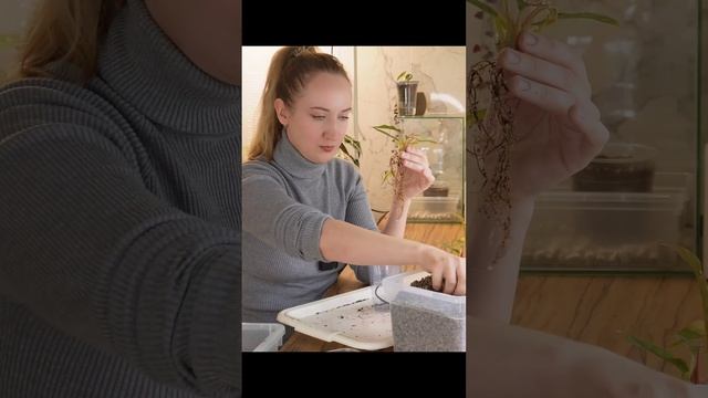 эксперимент: филодендрон и минеральный грунт ☺️ #shorts