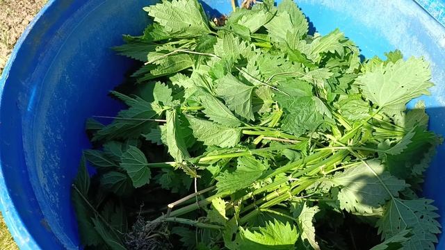 Делаю зелёное удобрение из крапивы