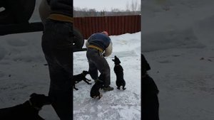 Ягдтерьеры.Защита автомобиля работаю  ягдтерьеры коб?