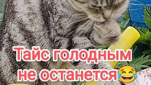 Тайсон голодным не останется