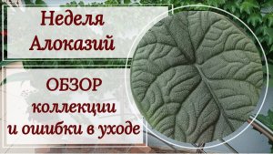 Неделя алоказий. Обзор коллекции и ошибки в уходе.