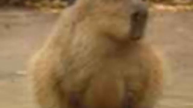 какая ты капибара по имени смотреть онлайн