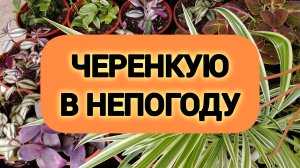 ЧЕРЕНКУЮ В НЕПОГОДУ