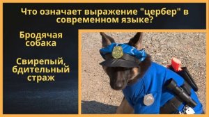 Викторина 114 | Загадочный мир собак - от носа до хвоста |