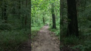 Болталка. ЭШО, ЭО или электронный ошейник для собак, мо