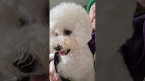 Роды Бишон фризе💫LUNA💫 #kennel_BrightStarDog #Luna_BrightStarDog #bichon_kp #р