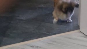 Лай  пекинеса Кнопа 20 05 2024