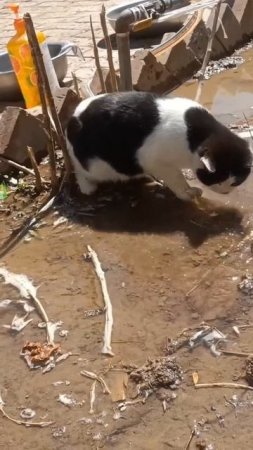 Котейка играет с водой 🤩🐈💦