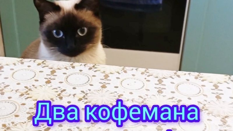 Два☕кофемана 😂🐱 #shorts #смешныекоты #видосы #прикольные коты #котики #кошкаЛадушка#тайская кошка