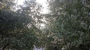 Екатеринбург, май 2025 - Цветущие яблони в парке им. Еремина