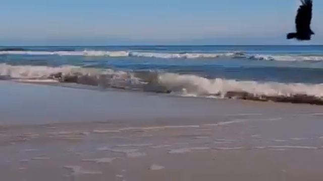 Что за чудо , эти кони ! ! !❤❤❤ смотреть онлайн