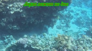 #05 Египет 2025 Акула. Подводный мир. Анимация в отеле. Новые друзья